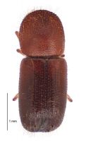 <h3 align=left><em>Ambrosiodmus compressus</em></h3>. <p align=left>Curculionidae: Scolytinae.<br>Adventive</p> 