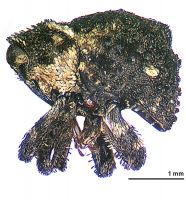 <h3 align=left><em>Trinodicalles cornicollis</em></h3>. <p align=left>Curculionidae: Curculioninae.<br>Endemic</p> 