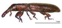 <h3 align=left><em>Macroscytalus parvicornis</em></h3>. <p align=left>Curculionidae: Cossoninae.<br>Endemic</p> 