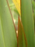 Raumoa: leaf close-up
