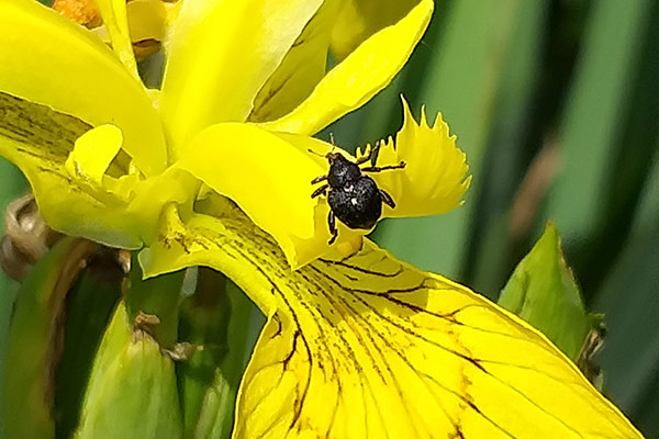 Iris seed weevil