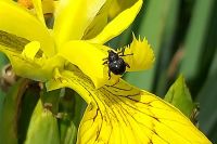 Iris seed weevil Image