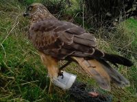 One of many Australasian harrier hawks that attempted to remove the rabbit lure.
