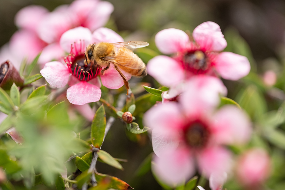 Bee on mānuka