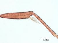 Fig. b: Tibia of hind leg of <em>Hypoponera eduardi</em>