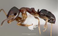 Lateral view. Image - ANTWEB
