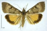 Kowhai moth