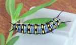 Caterpillar of the Lesser Wanderer. Photo from Jenni Jellyman