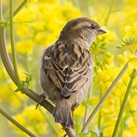 House sparrow (female)