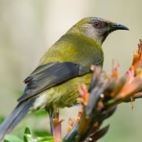 Male bellbird