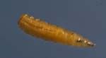 Maggot of Lucilia