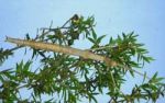 Stick insect on branch