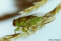 Peg's Cicada: <em>Kikihia paxillulae</em>