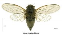 <em>Maoricicada alticola</em> dorsal view