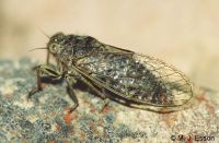 Canterbury Scree Cicada: <em>Maoricicada mangu</em> 