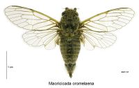 <em>Maoricicada oromaelena</em> female