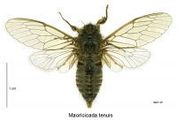 <em>Maoricicada tenuis</em> male