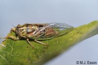 Little Redtail Cicada: <em>Rhodopsalta microdora</em> 