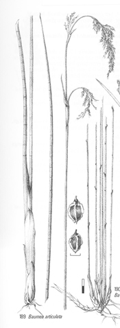 Diagram showing flower spike of <em>Baumea articulata</em>. Drawing: Peter Johnson and Pat Brooke
