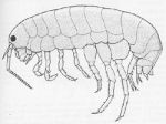 Hoppers or Amphipods