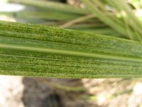 Foliage details showing the coarse midrib and secondary veins of toetoe. Image - Peter Sweetapple