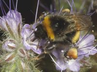 Bumblebee (<em>Bombus</em> spp.) 