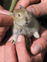 Handling a plateau pika. Image - Roger Pec