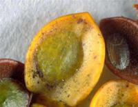 <em>Aphenochiton pronus</em>.  Adult females [greenish-yellow] and an empty male test [cover], on Hebe pauciramosa leaves.