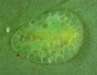 <em>Ctenochiton viridis</em>.  a mature female with a new crawler walking away on the leaf.