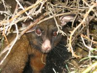 Possum sheltering in a patch of briar.