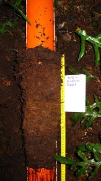 Soil monolith collected from forested sand dunes near Tahakopa Beach, Catlins Forest Park.