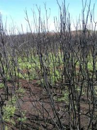 Young bracken ferns emerging after a scrub fire at Awarua Bog, Southland.