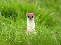 Stoats would be a key target in any push to make New Zealand pest-free.