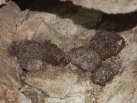 Kakapo coprolites in a cave in Nelson 