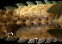 Gills on the top of the abdomen