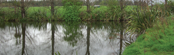 Anaerobic dairy farm effl uent ponds can account for up to 18% of total farm methane emissions.