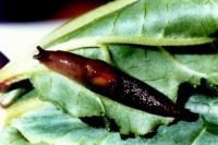 brown field slug, Agriolimacidae: <em>Deroceras panormitanum</em> (Lessona & Pollonera, 1882)