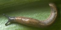 jet slug, Milacidae: <em>Milax gagates</em> (Draparnaud, 1801)