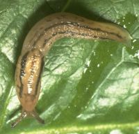 Valencia slug, Limacidae: <em>Lehmannia valentiana</em> (d'Audebard de Férussac, 1823)