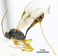 Tersilochinae  Diaparsis.