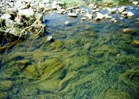 <strong><em>Compsopogon</em>, Herekawe Stream (Photo TRC)</strong> Photo: Taranaki Regional Council