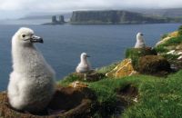 Black browed albatross chicks on the Kerguelen Islands. Image - Hélène De méringo.