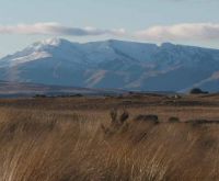 Tall tussock at Macraes Flat. Image – Andrea Byrom.