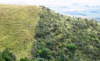 Contrast between retired Crown land (Matata Reserve, right) and pastoral land (Mt Nimrod Station, left) in South Canterbury. Image – Andrea Byrom.