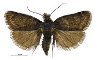 Tauroscopa gorgopis (male). Crambidae: Crambinae. Endemic