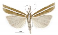 Orocrambus philpotti (male). Crambidae: Crambinae. Endemic