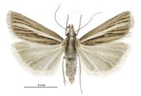 Orocrambus tritonellus (male). Crambidae: Crambinae. Endemic