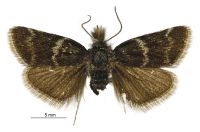 Tauroscopa gorgopis (Male). Crambidae: Crambinae. Junior synonym of <em>T. gorgopis</em>
