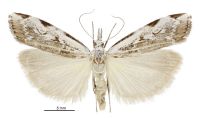 Orocrambus tuhualis (female). Crambidae: Crambinae. Endemic