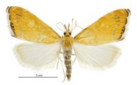 Glaucocharis leucoxantha (female). Crambidae: Crambinae. Endemic